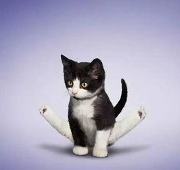 娱乐吃瓜酱小猫睡在哪里,揭秘萌宠的温馨睡眠角落 第3张 娱乐吃瓜酱小猫睡在哪里,揭秘萌宠的温馨睡眠角落 第3张